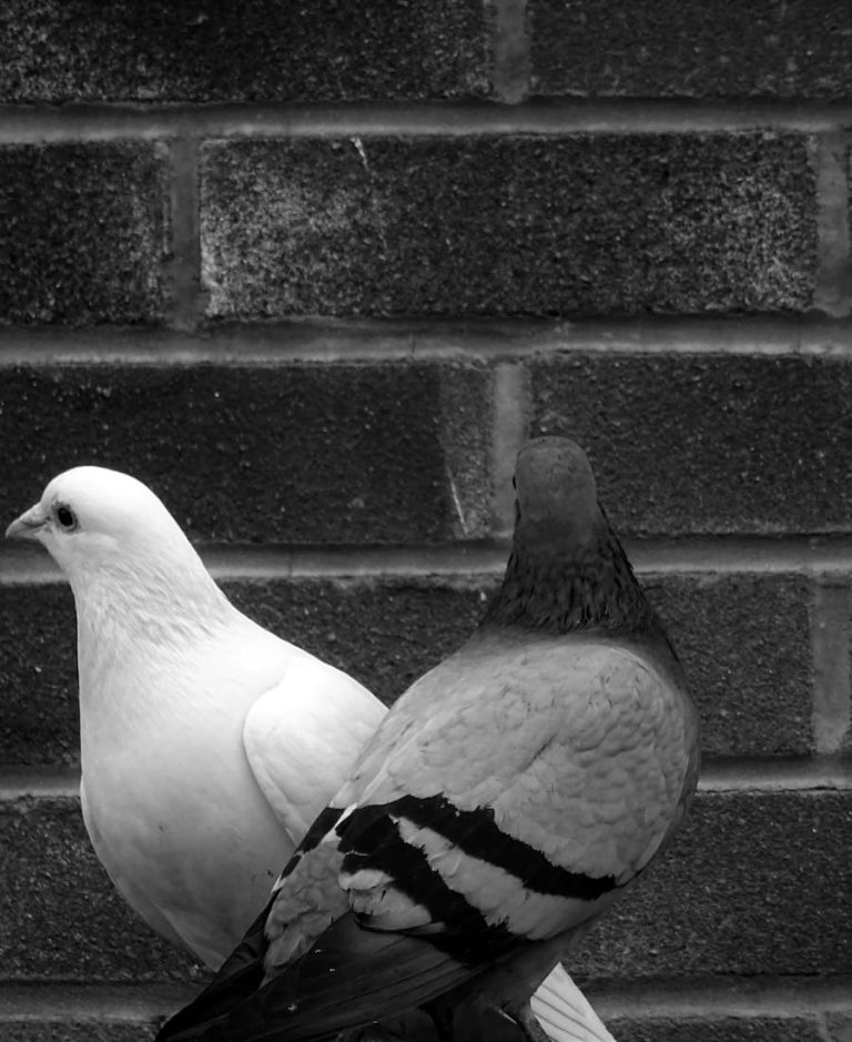 What Does It Mean When A Pigeon Comes To Your House? 11 Messages