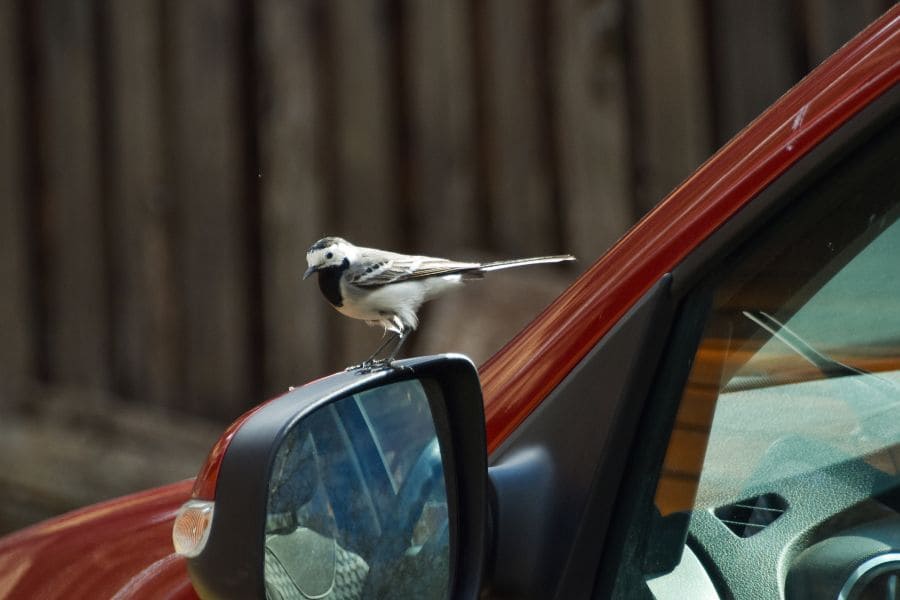 What Does It Mean When A Bird Sits On Your Car Mirror 
