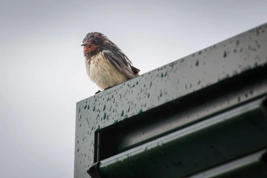 Bird pecking at window