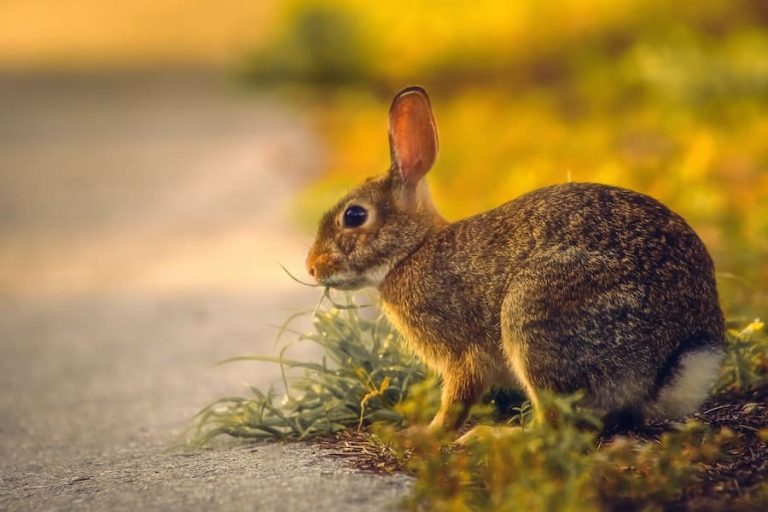 9 Spiritual Meanings of Seeing a Brown Rabbit (Bad Omen?)