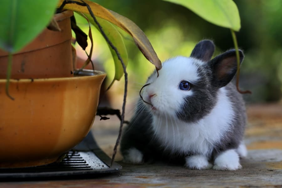 The Spiritual Meaning Of Rabbit Crossing Your Path