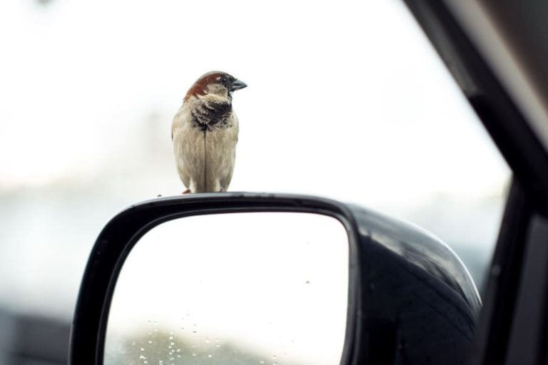 What Does It Mean When A Bird Sits On Your Car Mirror?
