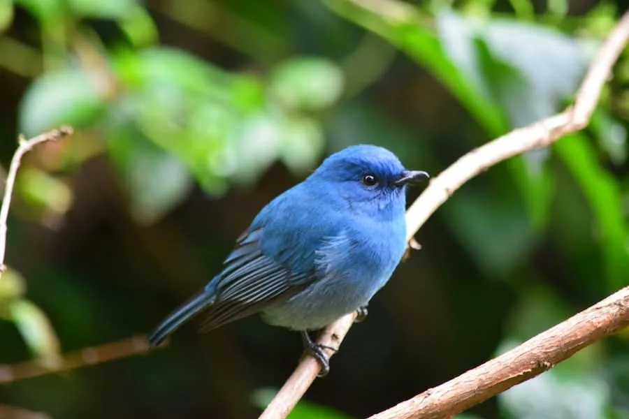 What Does It Mean When A Bird Visits You?