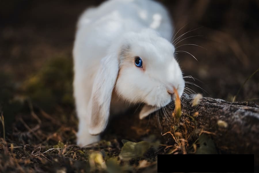 What Does It Mean When A Rabbit Crosses Your Path From Left To Right