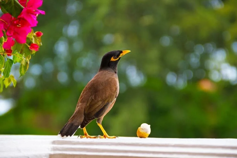 bird eating on my window