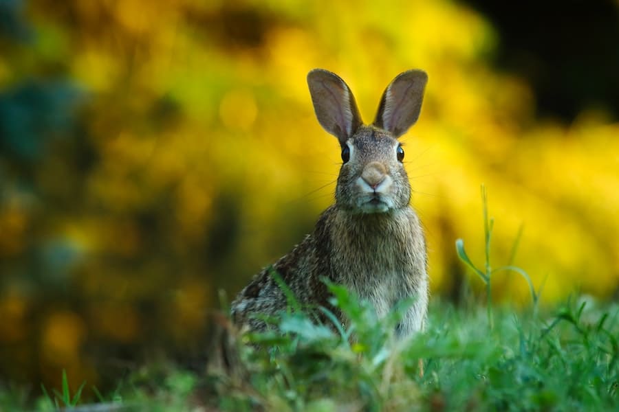 brown rabbit crossing my path meaning