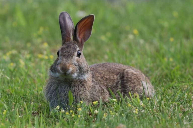 9 Spiritual Meanings of Seeing a Brown Rabbit (Bad Omen?)