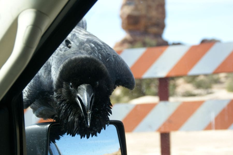 What Does It Mean When A Bird Sits On Your Car Mirror 