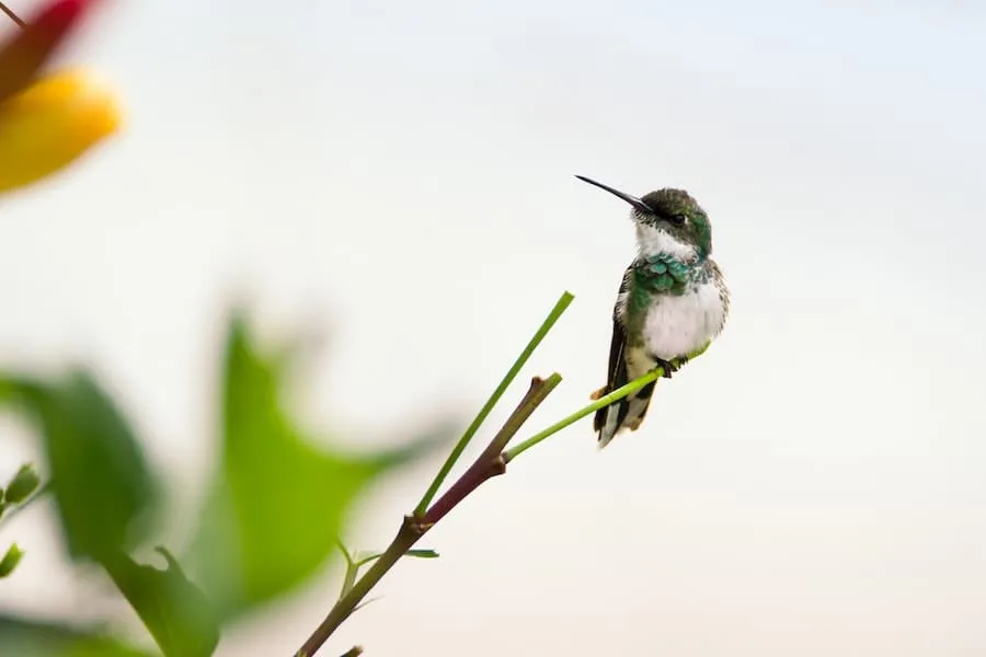 green hummingbird in the backyard