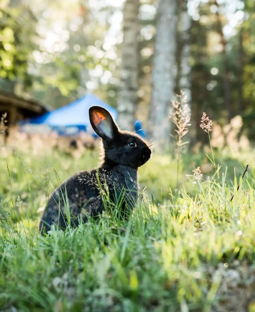 seeing a black rabbit