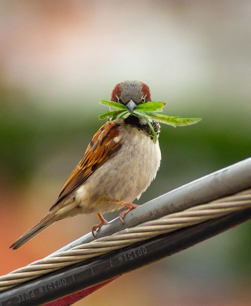 sparrow with leaves in its beak