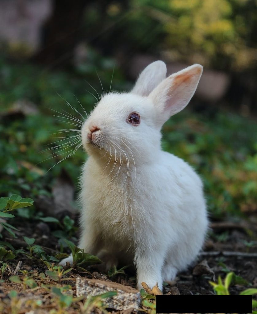 white rabbit in the garden