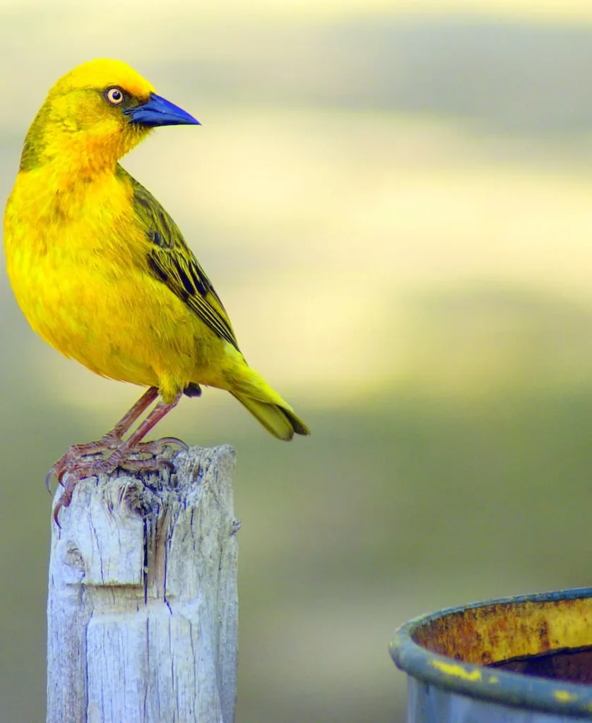 yellow bird eating in the garden