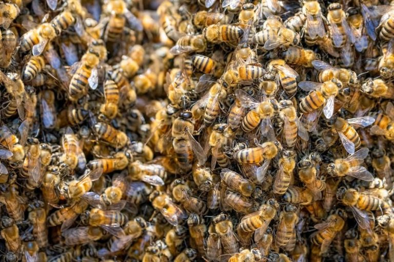 Swarm Of Bees Spiritual Meaning 12 Powerful Messages