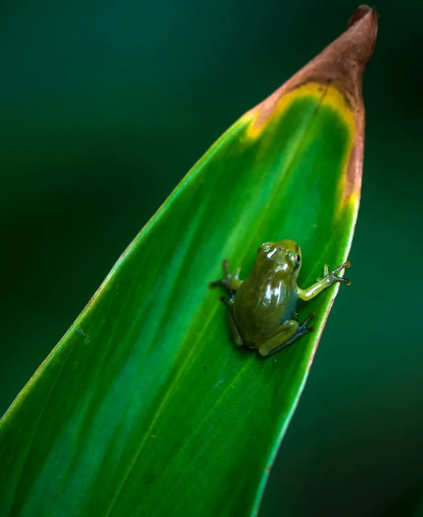 11 Spiritual meanings of when a toad visits you