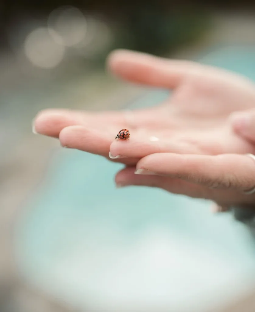 9 Spiritual meanings of ladybug landing on you