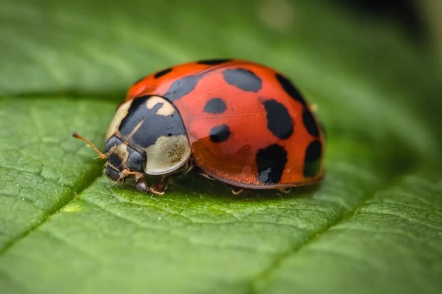 What Does It Mean When A Ladybug Lands On You?