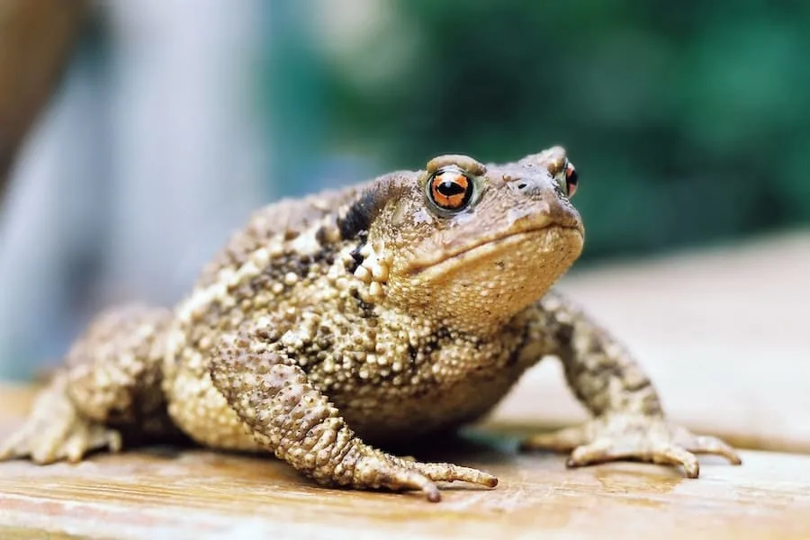 What Does It Mean When A Toad Visits You?