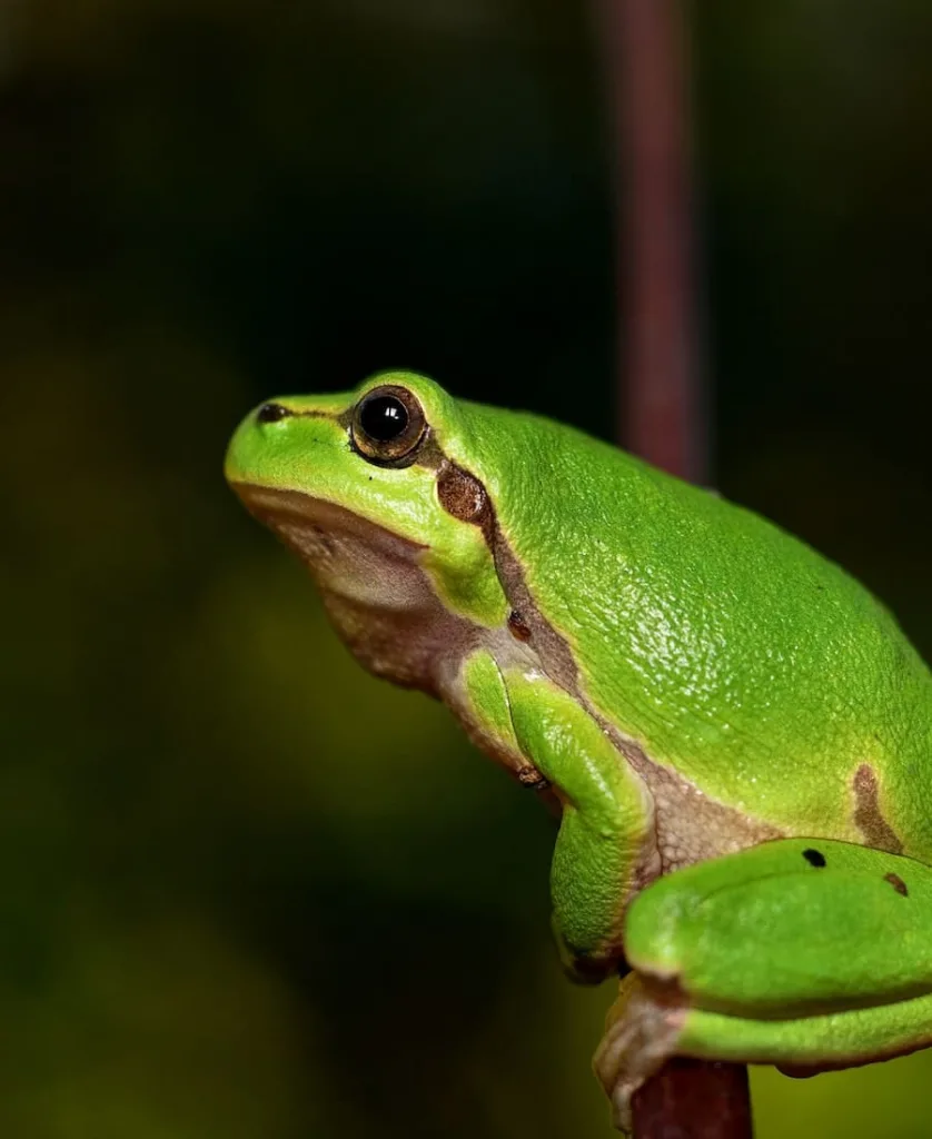 green toad meaning