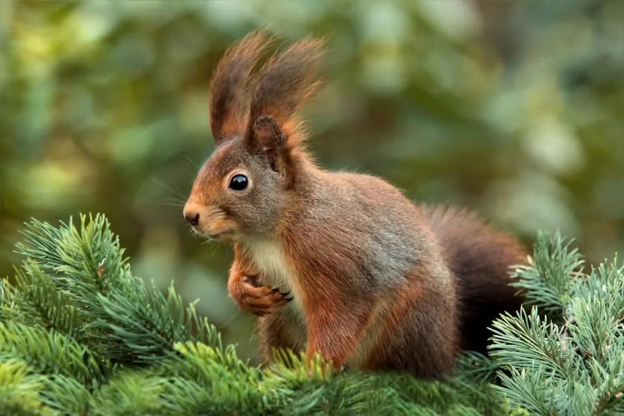 squirrel appearing in the garden