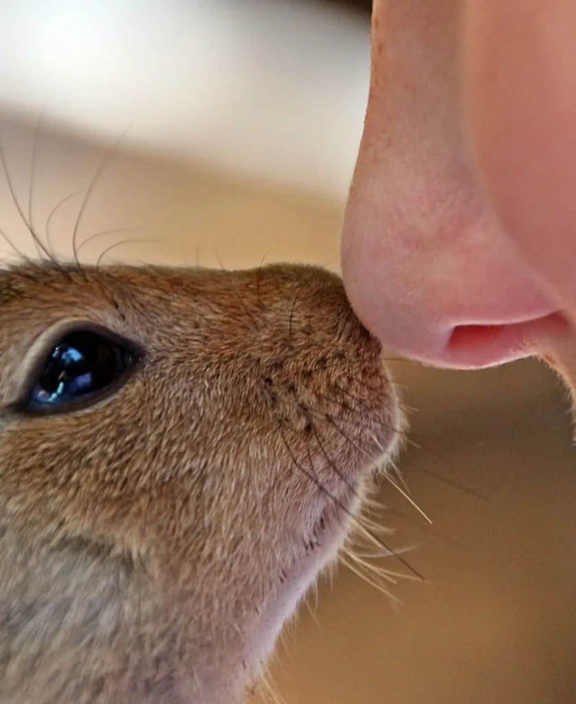 squirrel kissing a woman s nose