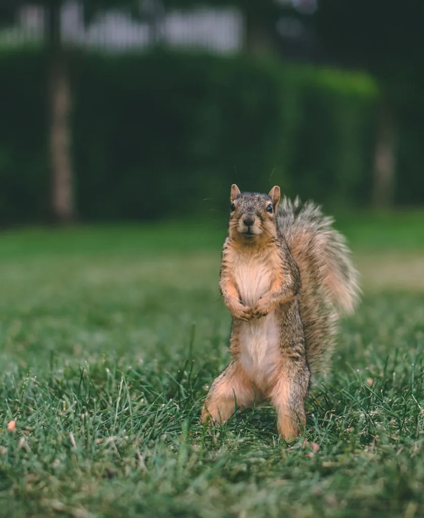 squirrel looking at a person in the garden