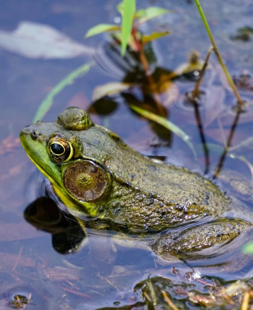 toad in the water