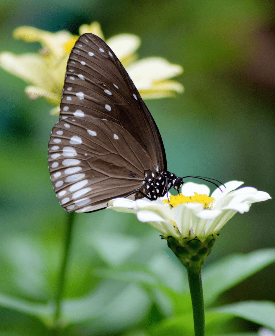 Spiritual Meaning of a Brown Butterfly Landing on You