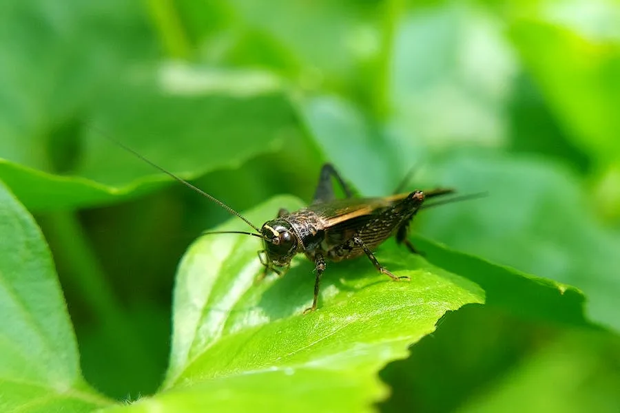 spiritual meanings of grasshopper in your path