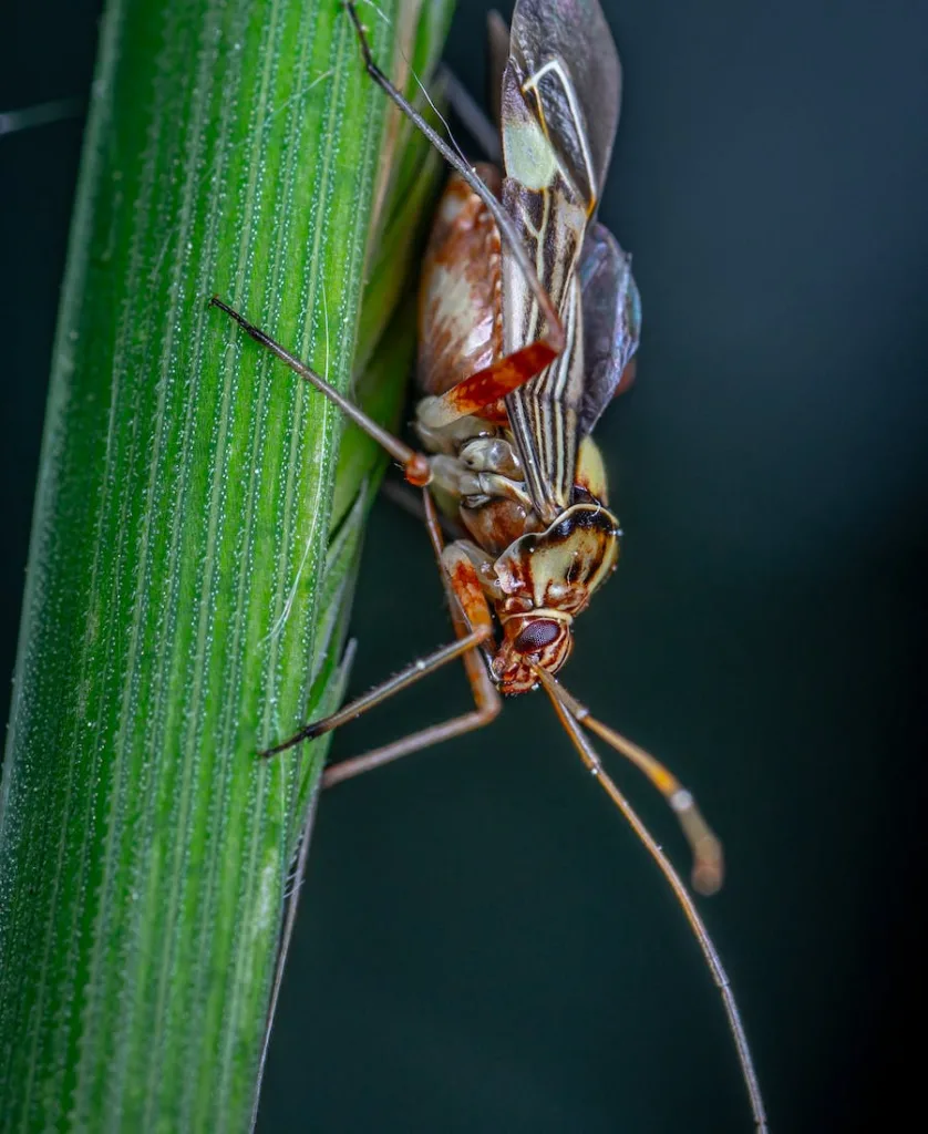 an grasshopper on the leaf