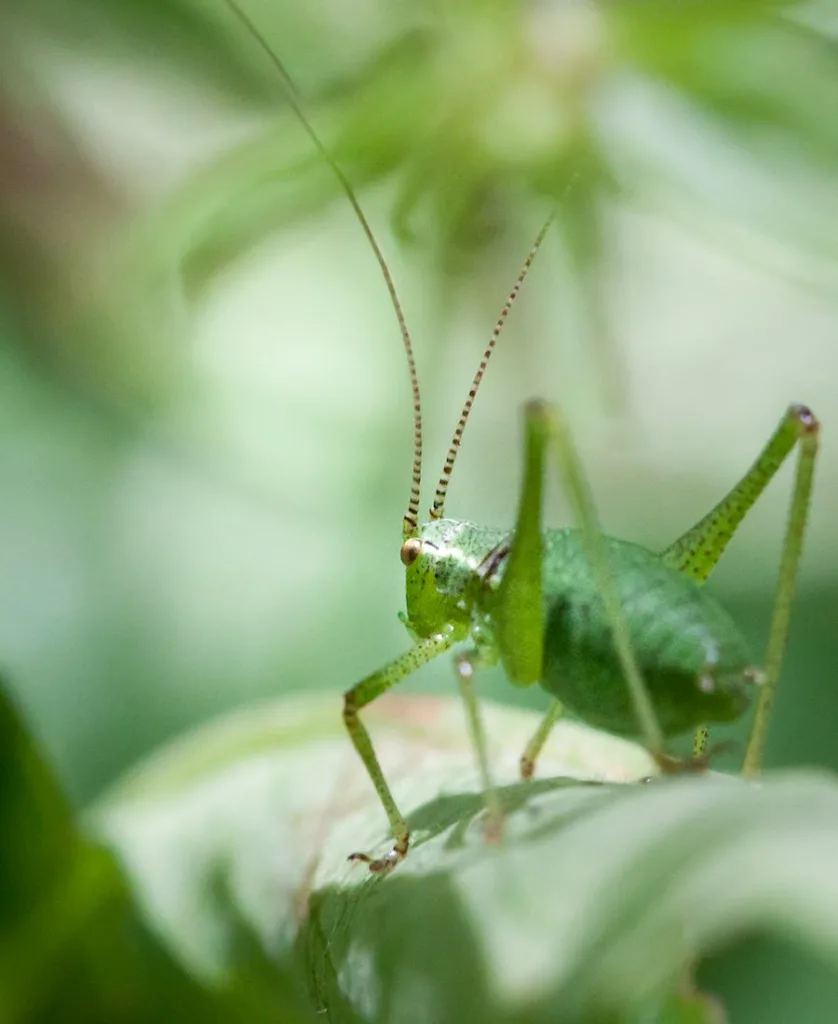 a green grasshopper