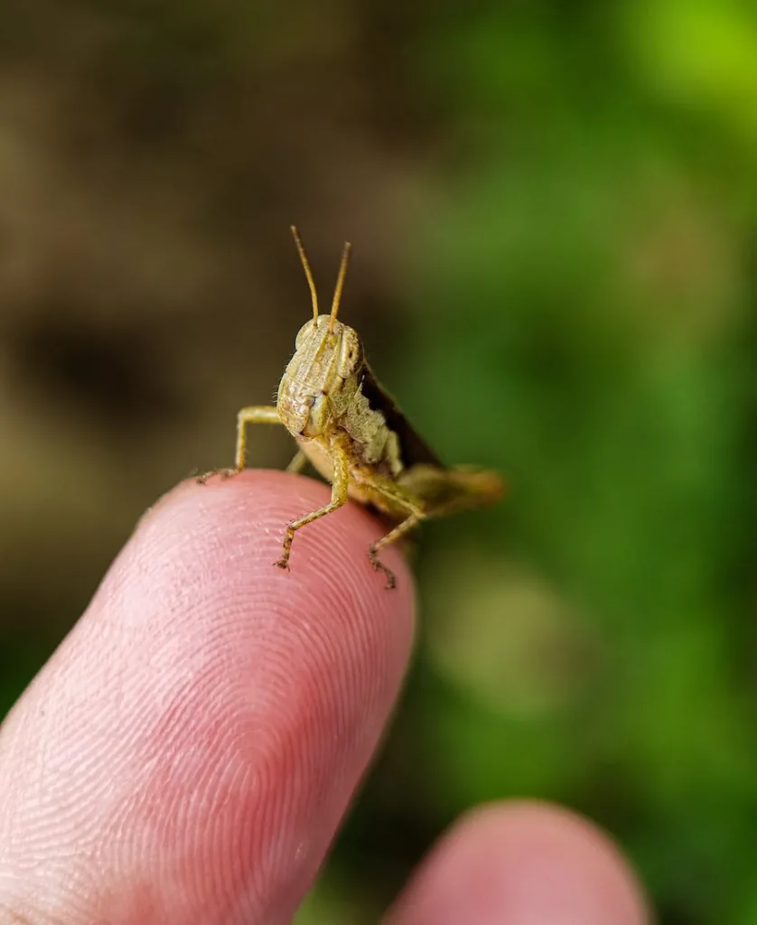 Spiritual meaning of grasshopper in your path