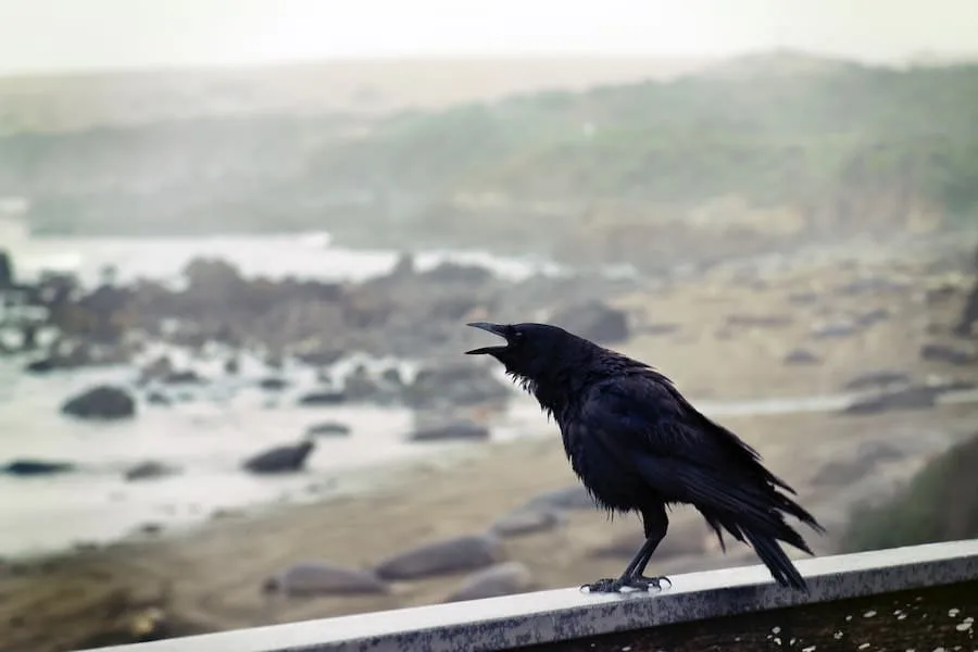 hearing a crow caw spiritual meaning