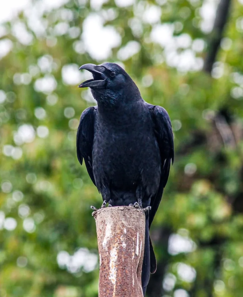 a crow on top of a wood