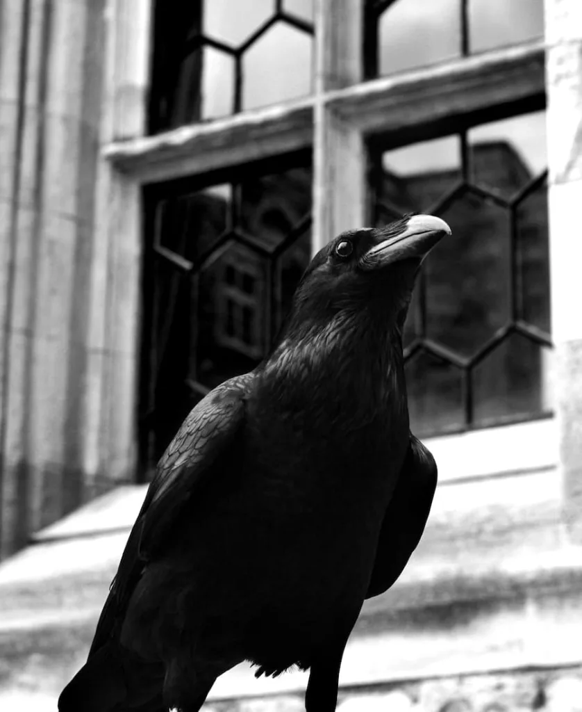 spiritual meaning of hearing a crow caw