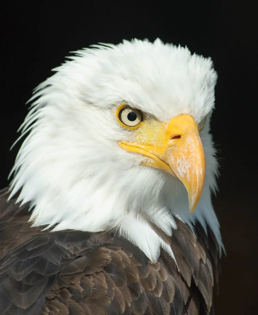 Eagle and your symbolism