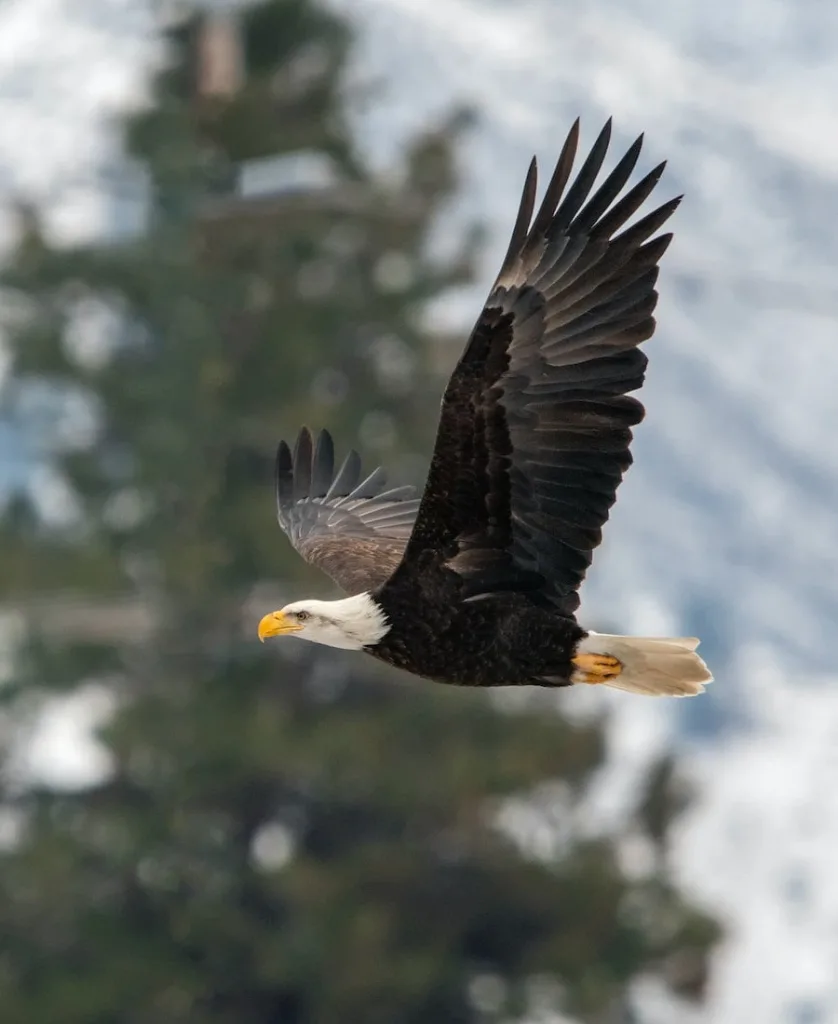 a eagle flying
