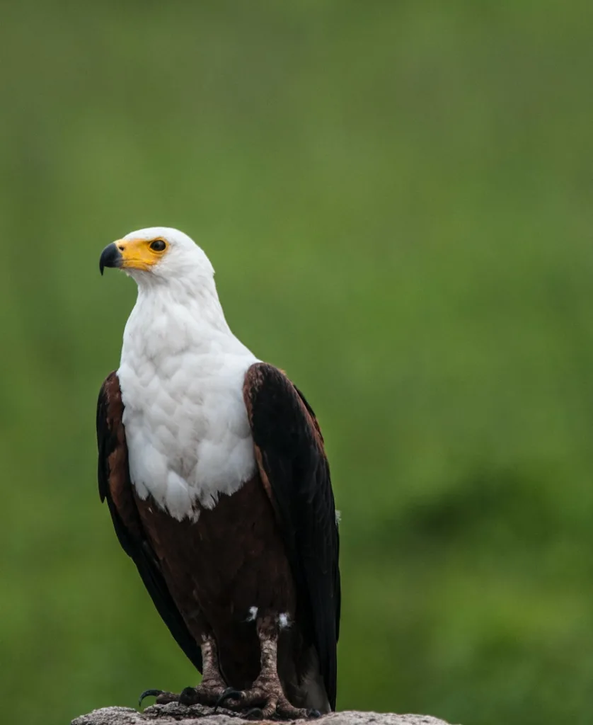 an eagle standing on the branch