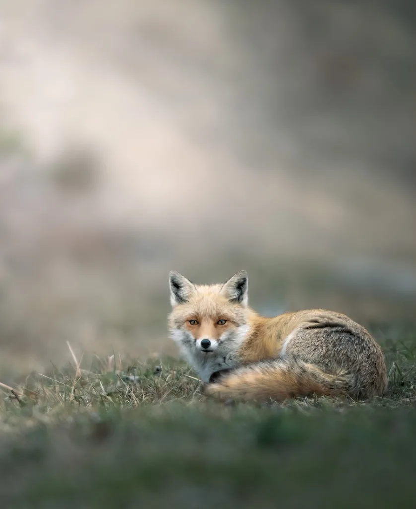 fox lying down
