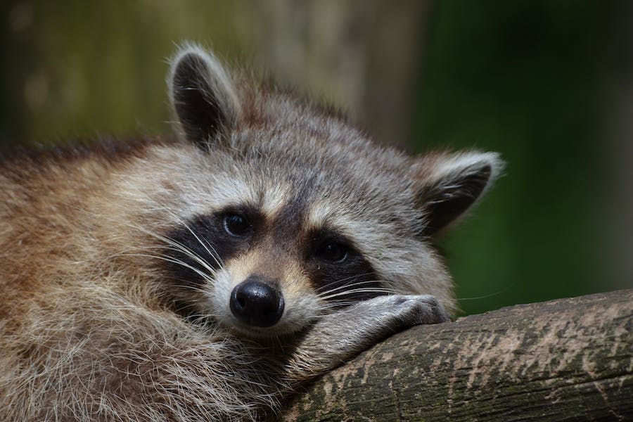 spiritual meaning of raccoon in your path