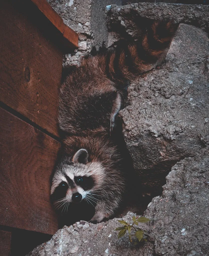 a raccoon in a hole