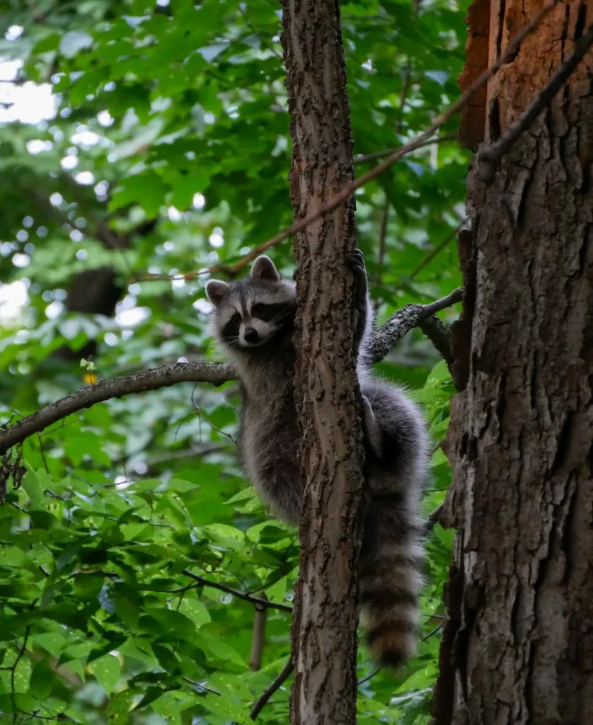 a raccoon in the tree