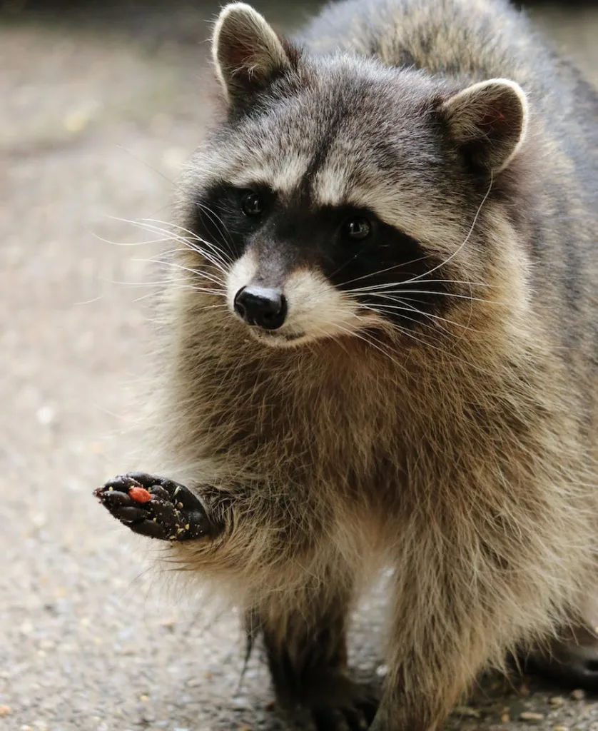 spiritual meaning of raccoon in your path
