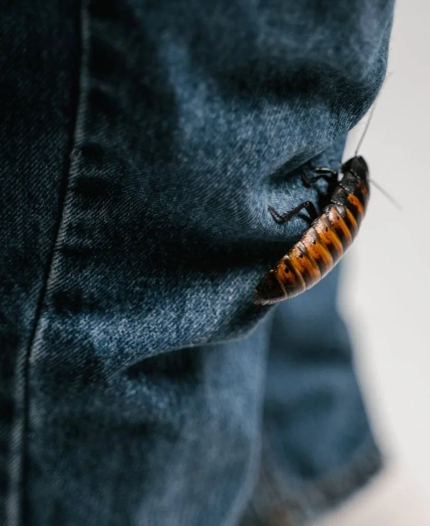 Cockroach crawling up someones pants