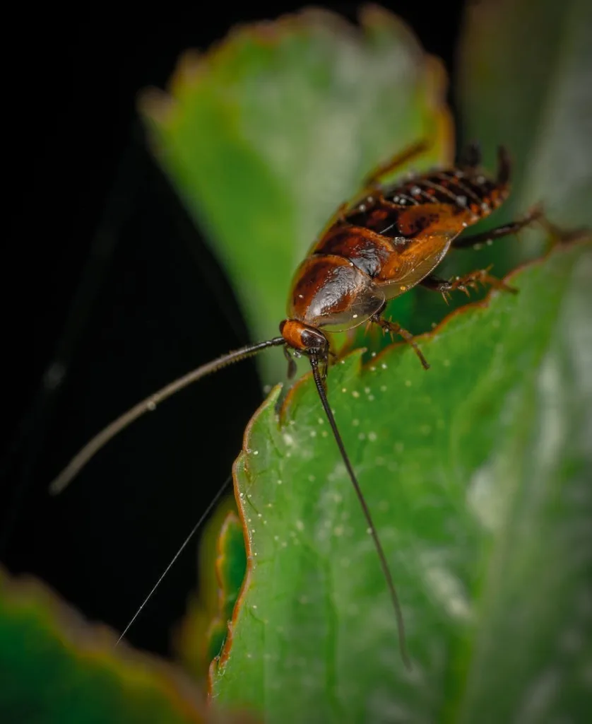 Cockroach on a plant