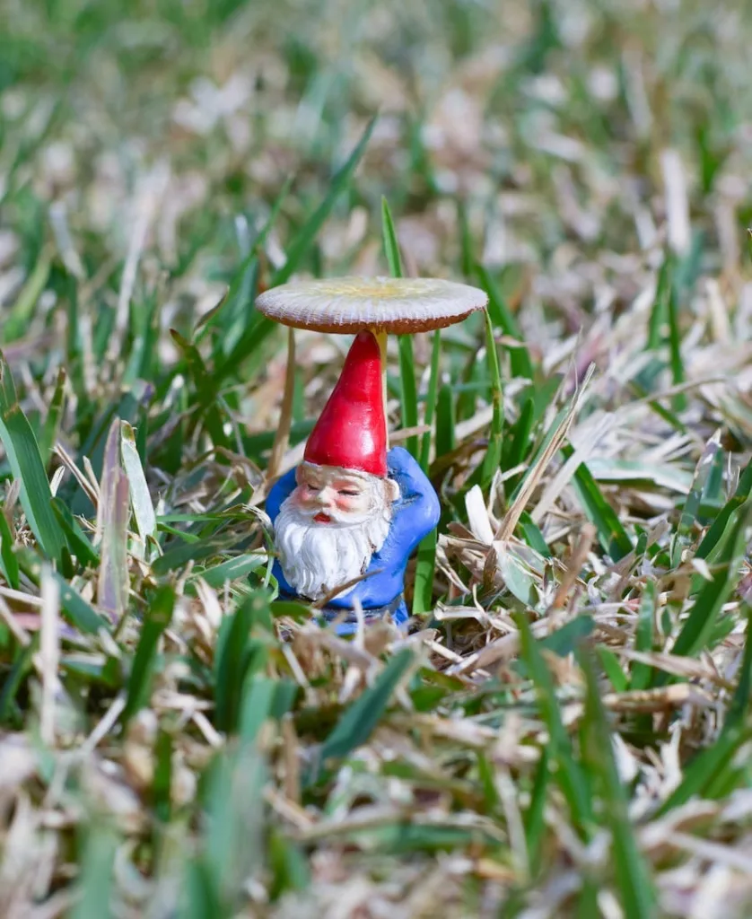 Garden Gnome on the grass