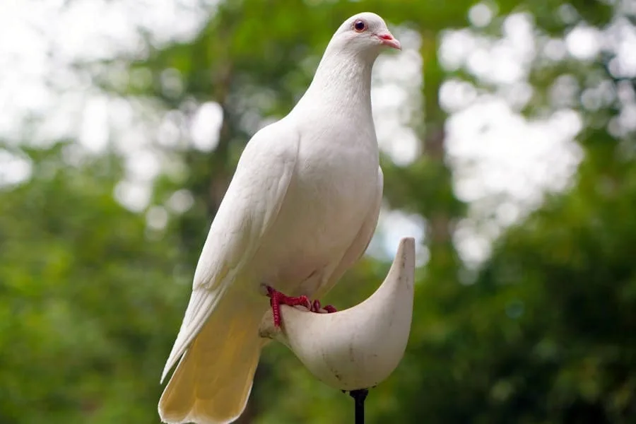 11 Spiritual Meanings of Seeing a White Pigeon