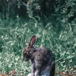 Dead Rabbit Spiritual Meaning (Bad Thing?)