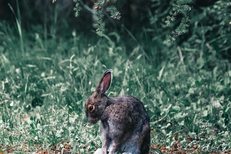 Dead Rabbit Spiritual Meaning (Bad Thing?)