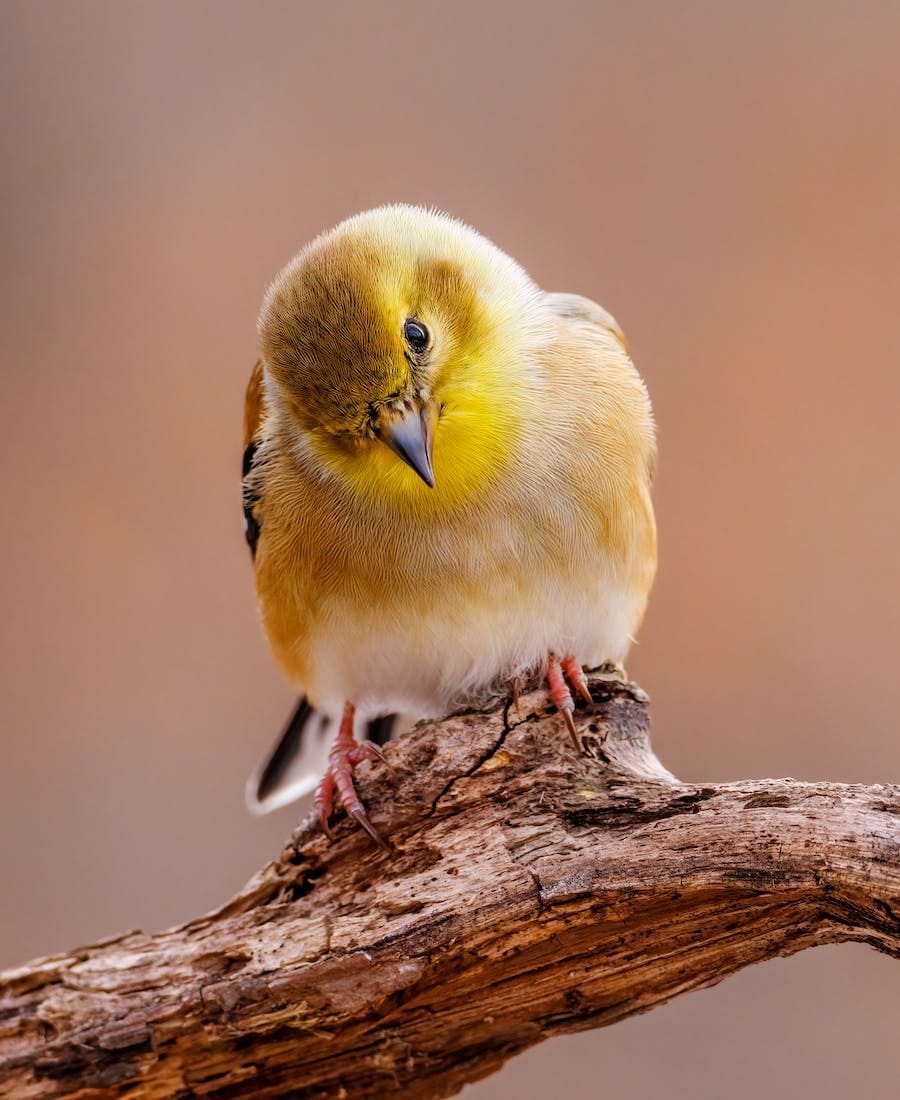 Goldfinch Spiritual Meaning: 7 Symbolisms and Meanings